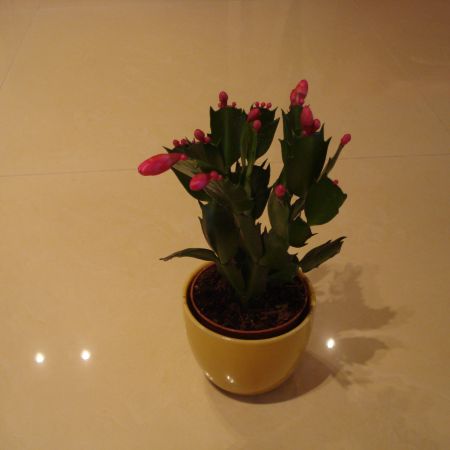 Schlumbergera(mihaela)